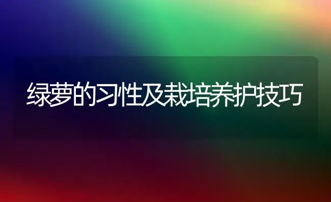绿萝的习性及栽培养护技巧 | 植物知识