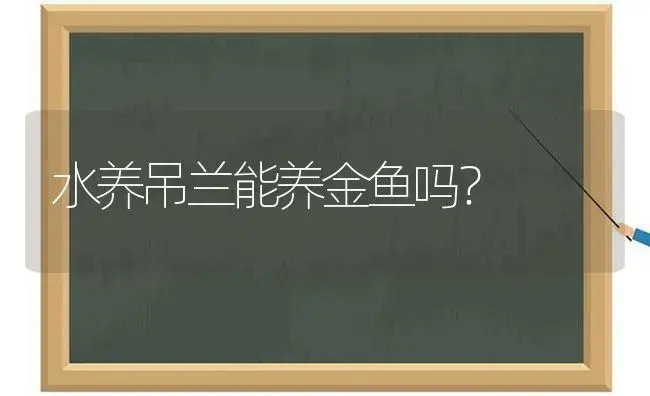 水养吊兰能养金鱼吗？ | 植物问答