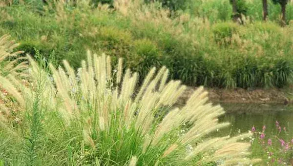 狼尾草种植技术 狼尾草冬天怎么处理