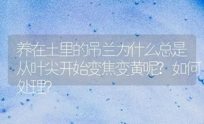 养在土里的吊兰为什么总是从叶尖开始变焦变黄呢?如何处理？ | 植物问答