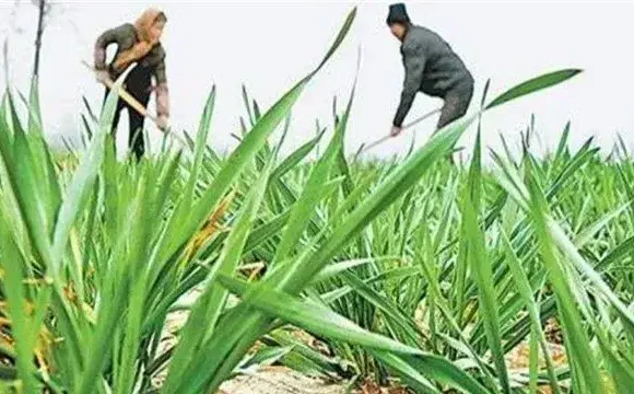 小麦控旺原因及方法