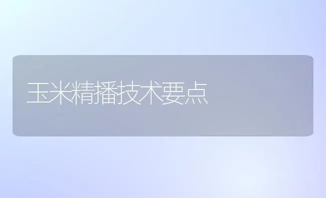 玉米精播技术要点 | 植物科普