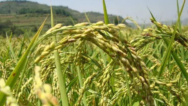 水稻种植时间，早中晚稻有区别