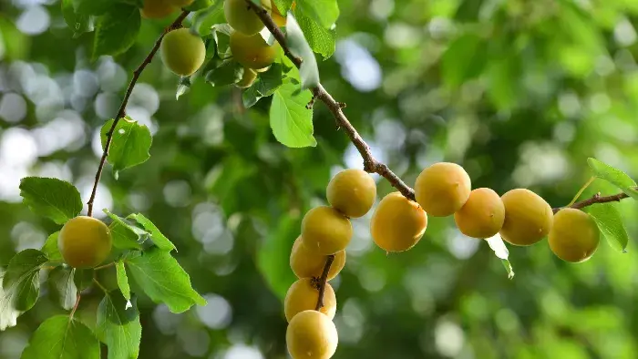 杏儿树种植技术和管理