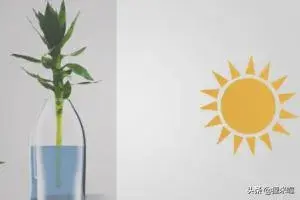 水培观音竹叶子发黄怎么办？