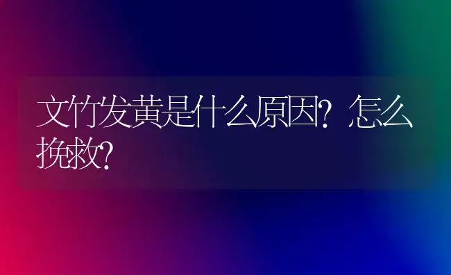 文竹发黄是什么原因？怎么挽救？ | 植物问答