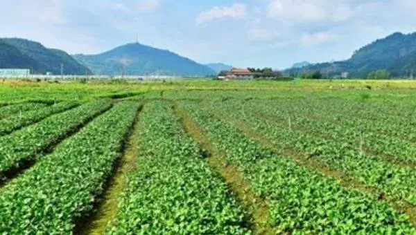 苜蓿草种植技术及时间 苜蓿草的田间管理