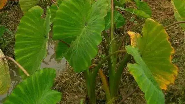 荔浦芋头的种植方法与时间，终霜后播种