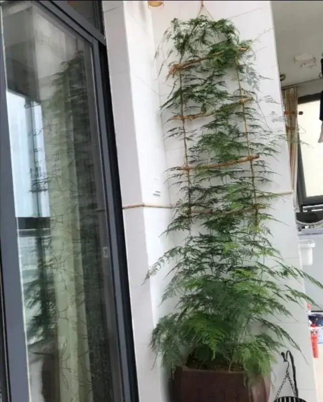 种植文竹需要哪种青苔？