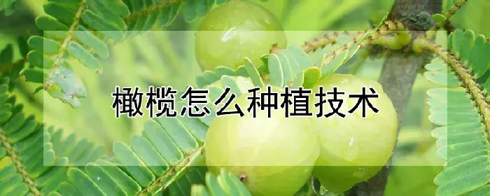 橄榄怎么种植技术