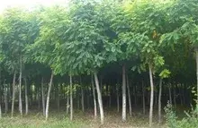 香花槐的绿化及经济价值
