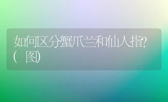 如何区分蟹爪兰和仙人指?(图) | 植物科普