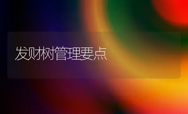 发财树管理要点 | 植物科普