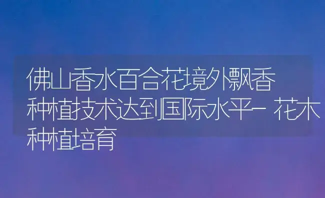 佛山香水百合花境外飘香 种植技术达到国际水平-花木种植培育 | 植物知识