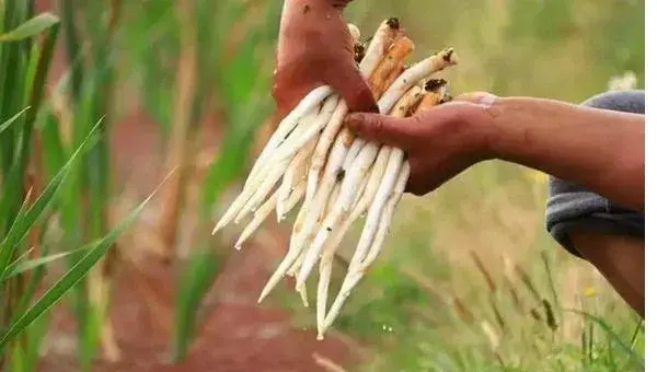 象牙菜种植栽培技术 象牙菜亩产量多少