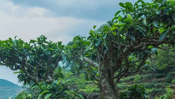 种植茶树的要求