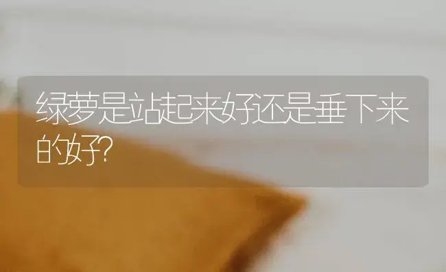 绿萝是站起来好还是垂下来的好？ | 植物问答