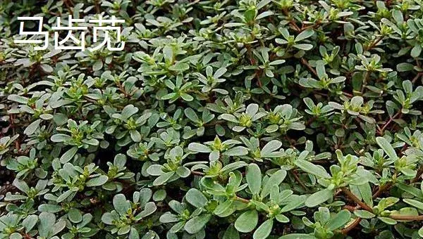 哪些野菜种植前景好 野菜种植一亩能挣多少钱