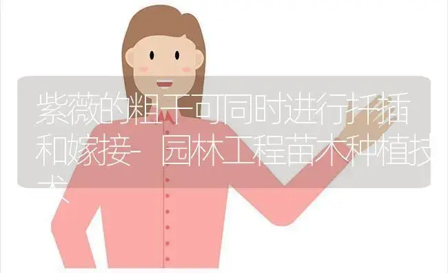 紫薇的粗干可同时进行扦插和嫁接-园林工程苗木种植技术 | 植物科普