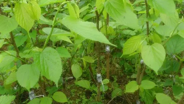 台湾长果桑葚种植技术