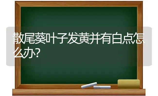 散尾葵叶子发黄并有白点怎么办？ | 植物问答