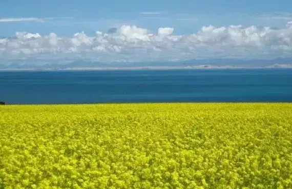 春油菜花期蚜虫防治技巧