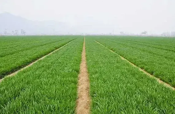 春季小麦返青期浇水时间及浇水量多少？
