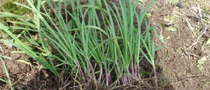 野韭菜可以人工种植吗 野韭菜高产栽培种植技术