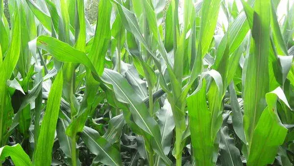2018种玉米赚钱吗？玉米种植的利润与投资成本及前景预测