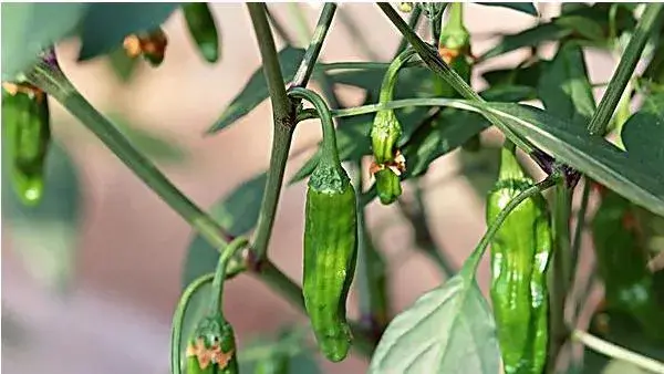 2018种青椒赚钱吗？青椒种植的利润与投资成本及前景预测