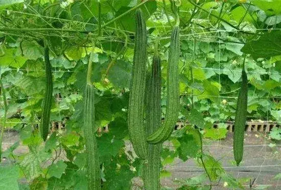 丝瓜盛瓜期的管理方法