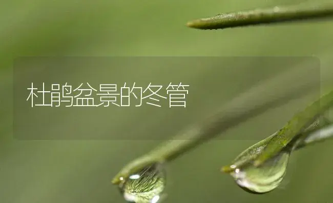 杜鹃盆景的冬管 | 植物知识