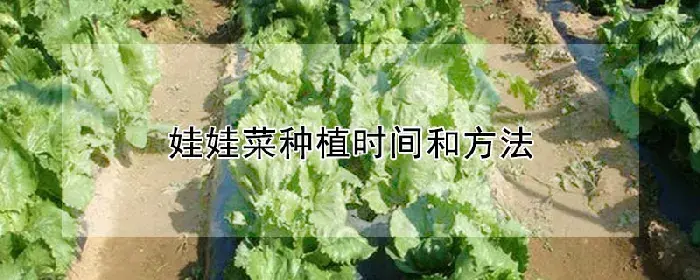 娃娃菜种植时间和方法