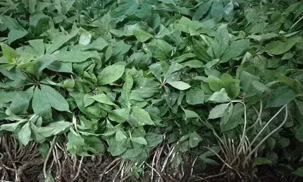 重楼种植技术管理