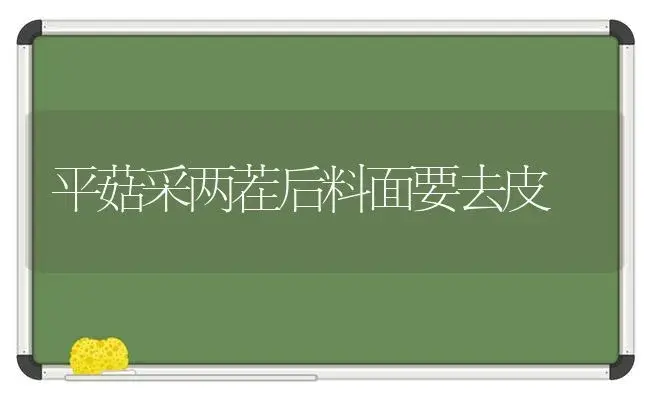 平菇采两茬后料面要去皮 | 植物科普