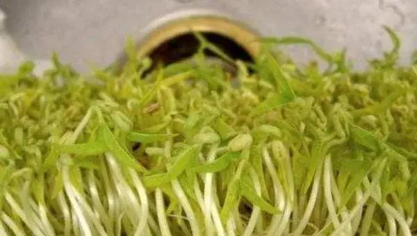 2018种豆芽赚钱吗？豆芽种植的利润与投资成本及前景预测