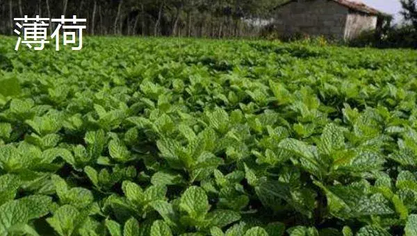 哪些野菜种植前景好 野菜种植一亩能挣多少钱