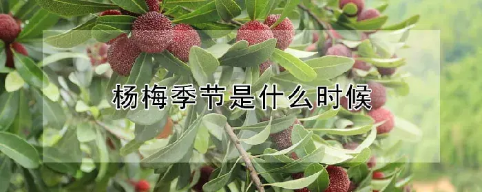 杨梅季节是什么时候