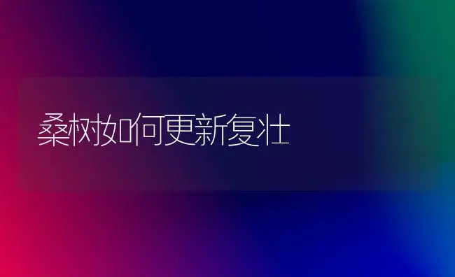 桑树如何更新复壮 | 植物知识