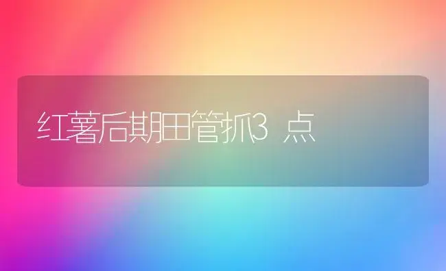 红薯后期田管抓3点 | 植物科普