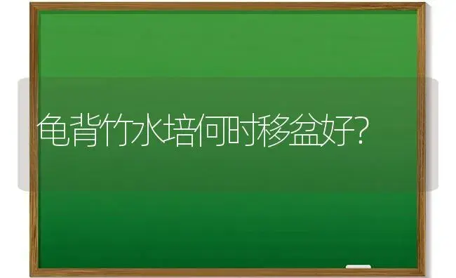 龟背竹水培何时移盆好？ | 植物问答