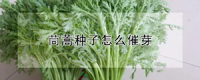 茼蒿种子怎么催芽