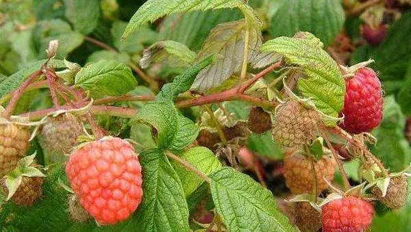 覆盘子怎么种 覆盘子种植方法与注意事项