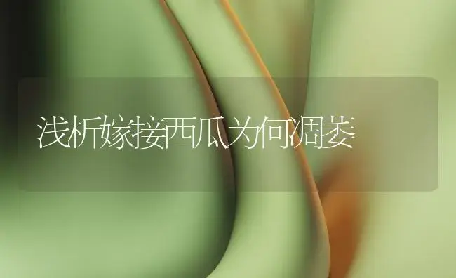 浅析嫁接西瓜为何凋萎 | 植物百科