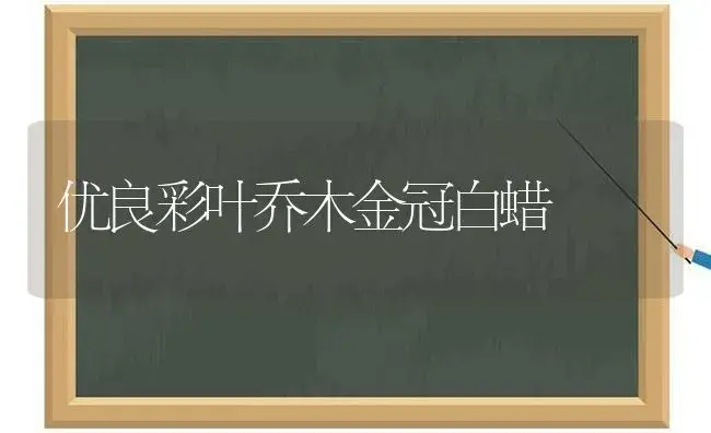 优良彩叶乔木金冠白蜡 | 植物知识