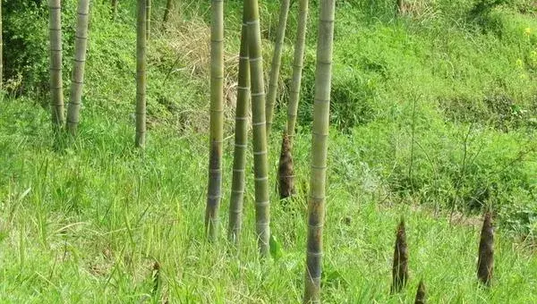 竹笋种植新技术