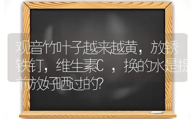 观音竹叶子越来越黄，放锈铁钉，维生素C，换的水是提前放好晒过的？ | 植物问答