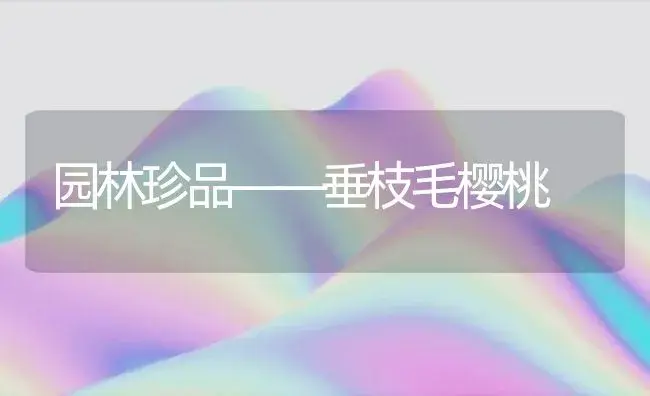 园林珍品——垂枝毛樱桃 | 植物科普