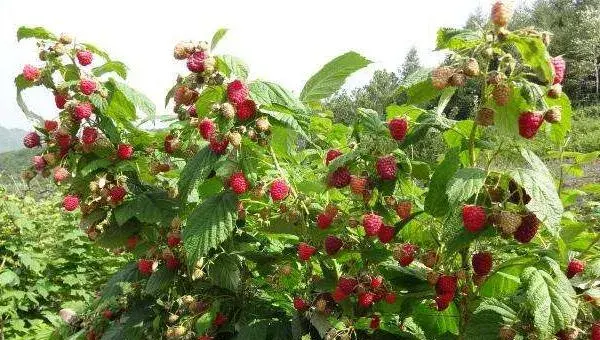 覆盘子怎么种 覆盘子种植方法与注意事项