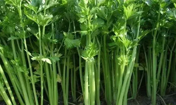 芹菜种植注意事项